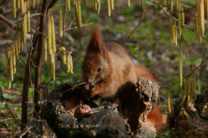 Eichhörnchen