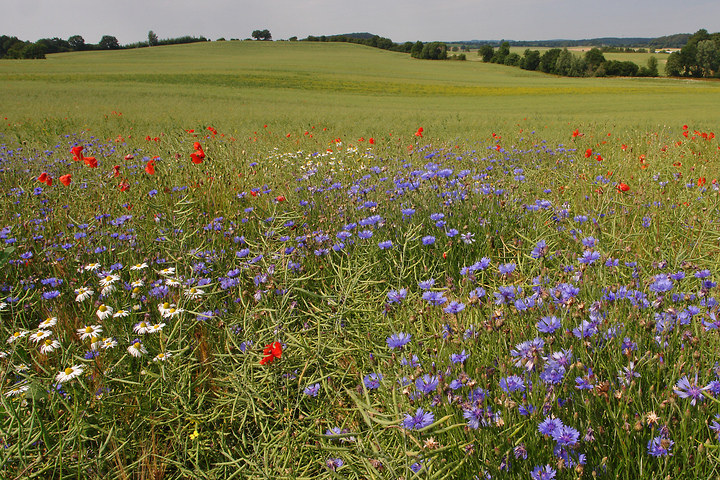 „Laute“ Feldränder