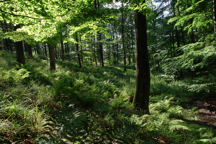 Kühler Wald im Sommer