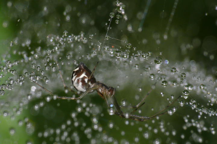 Spinne im Regen