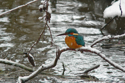 Eisvogel sitzt auf verschneitem Ast über der Au