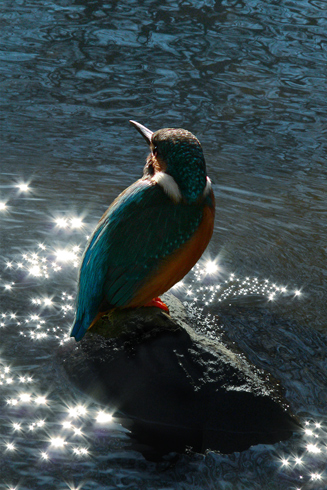 Eisvogel im Gegenlicht der Morgensonne