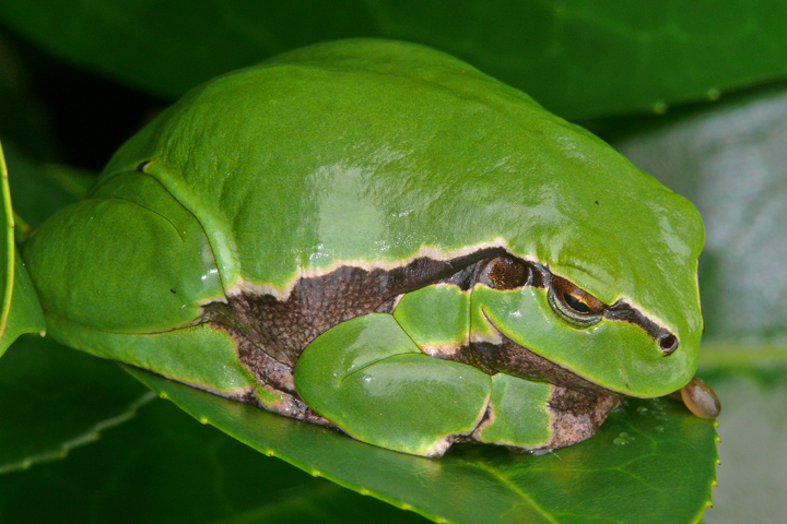 Ruhender Laubfrosch