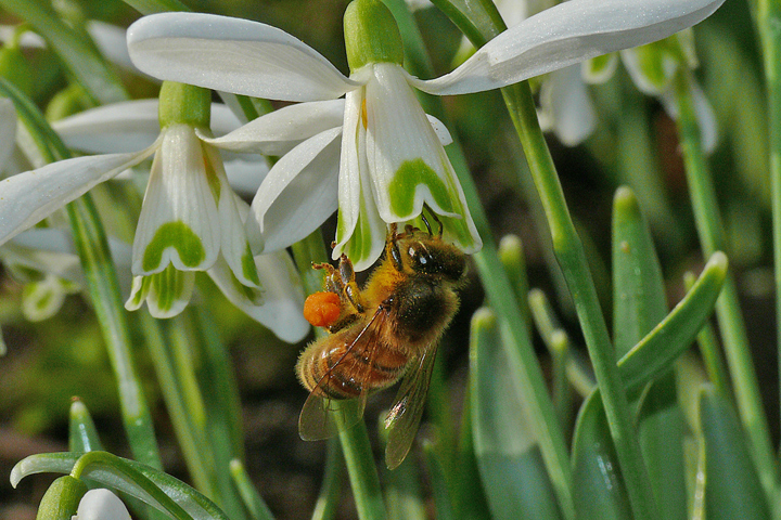 Biene mit Pollenhöschen