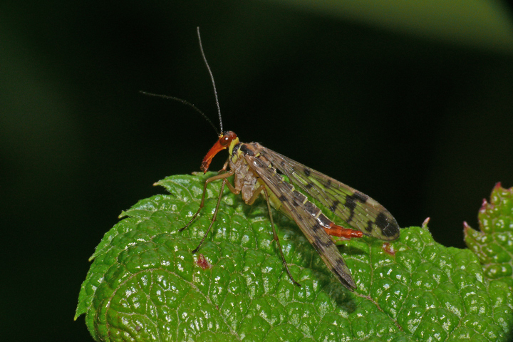 Weibliche Skorpionsfliege