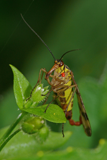 Skorpionsfliege