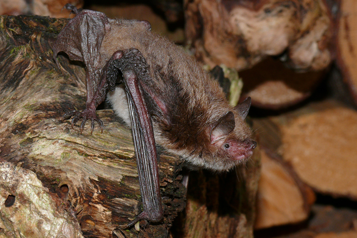 Fledermaus in Startposition