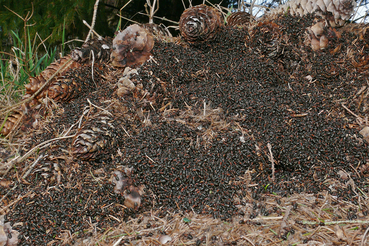 Gruppenbild eines Ameisenstaats