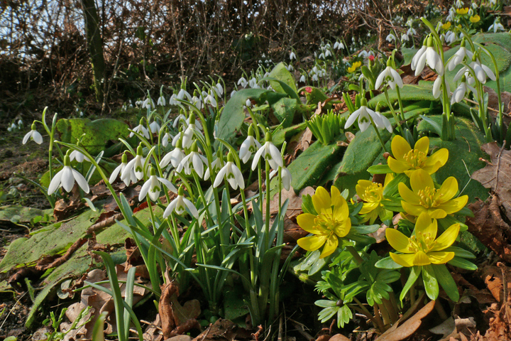 Blüten im Vor-Frühjahr