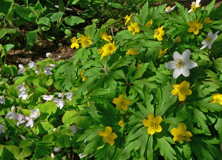 Blüten im Frühling