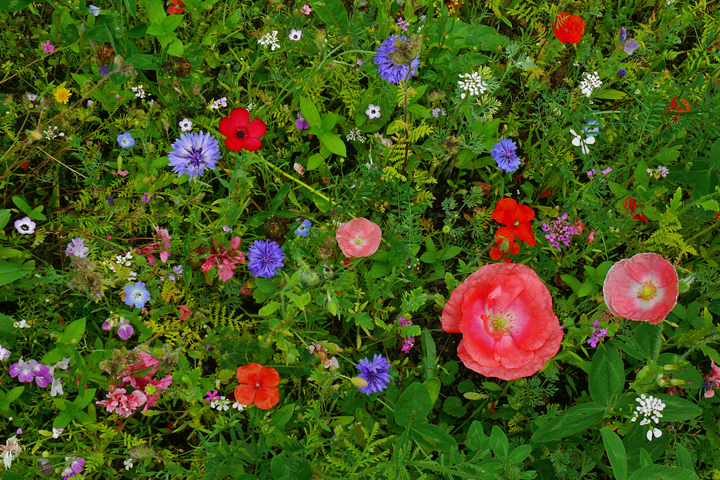 Blütenmeer im Frühsommer