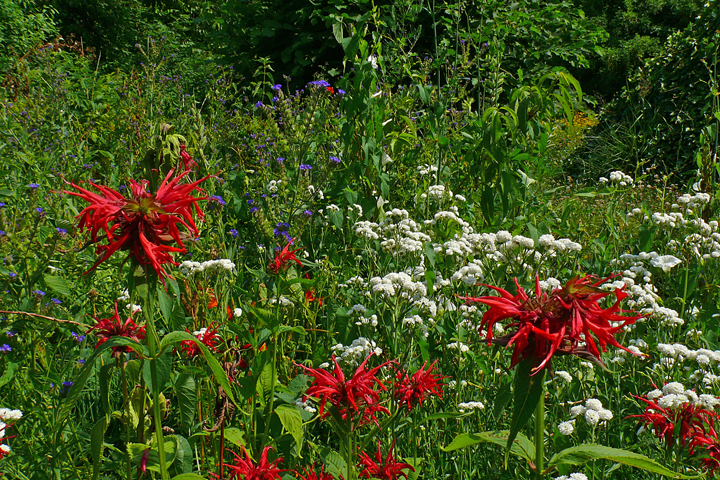 Blütenvielfalt im Spätsommer
