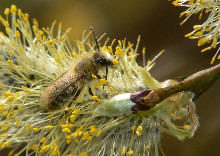 Wildbiene auf Weidenkätzchen