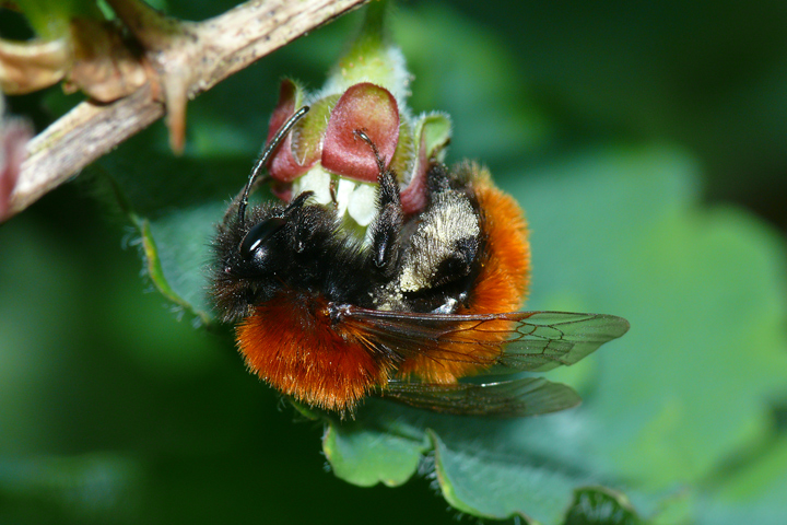 Wildbiene an Stachelbeerblüte