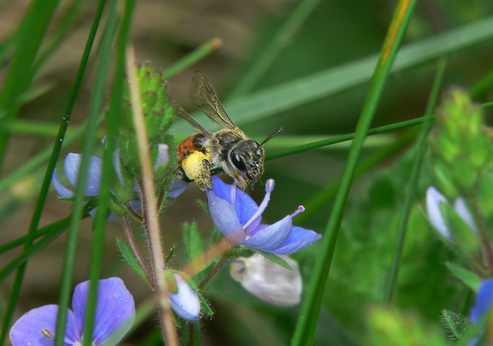 Wildbienen besuchen auch die kleinsten Blüten