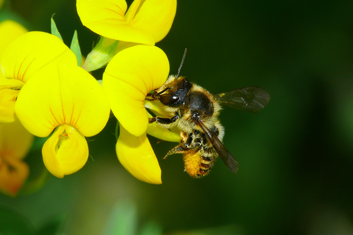 Wildbiene an der Platterbsenblüte