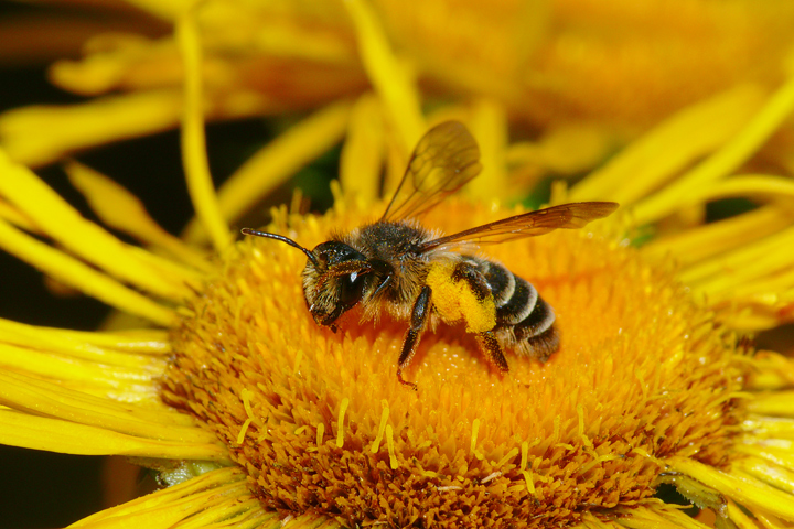 Wildbiene auf Alantblüte