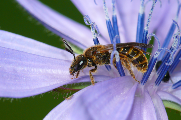 Wildbiene in Wegwartenblüte