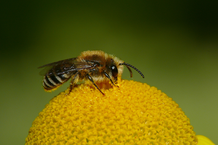 Wildbiene auf gelber Margarite