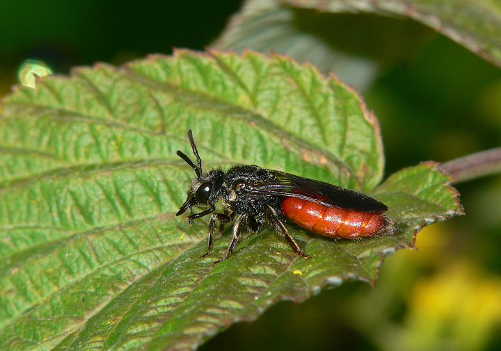 Ruhende Wildbiene auf Haselnußblatt