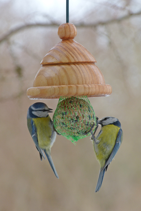 Zwei Blaumeisen am Knödel