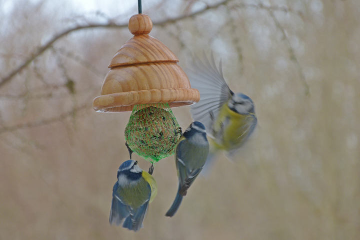 Blaumeisen fliegen auf diesen Knödel