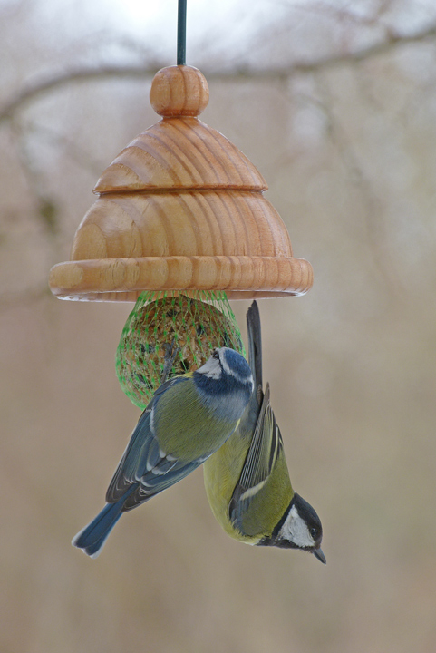 Die Kohlmeise ist wachsam