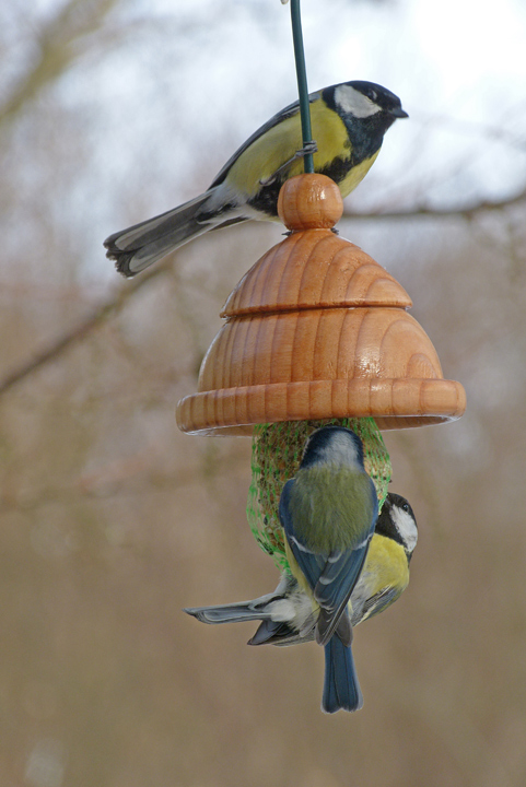 Hochbetrieb am Meisenknödel