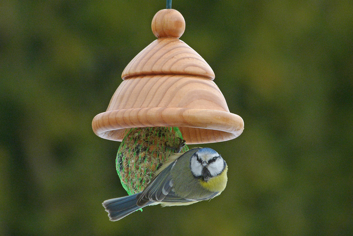 Diese Blaumeise hat mich entdeckt