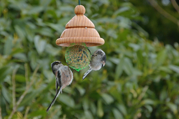 Auch Schwanzmeisen mögen den Knödel