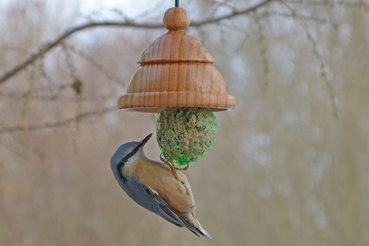 Der Kleiber sucht die dicken Kerne