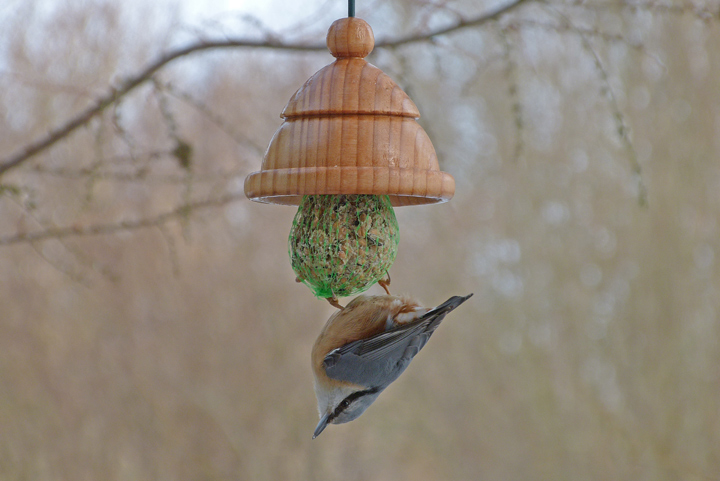 Kleiber kontrolliert kopfüber die Gegend