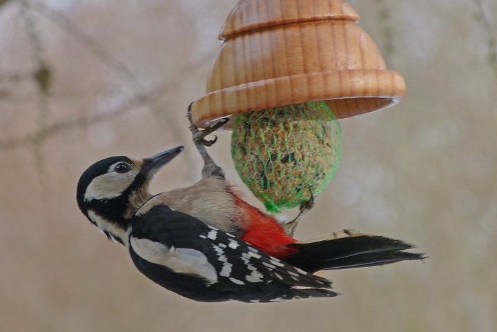 Der Buntspecht findet guten Halt