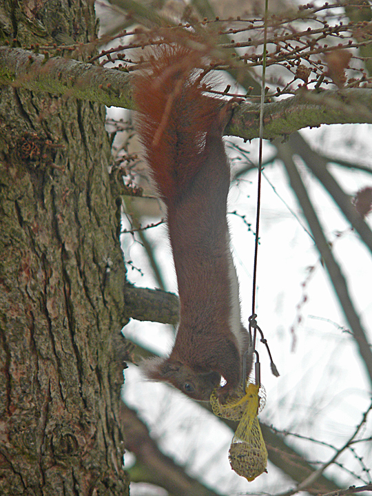 Ein Eichhörnchen angelt sich einen unbedachten Meisenknödel …