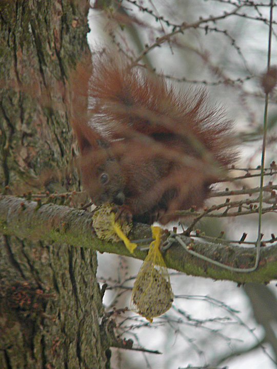Das Eichhörnchen verspeist den Meisenknödel innerhalb einer viertel Stunde