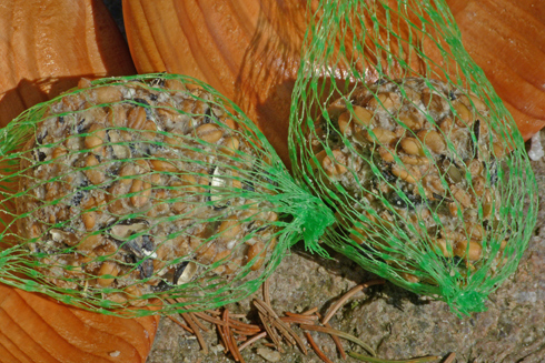 Übrig bleiben Weizenkörner Übrig bleiben Weizenkörner