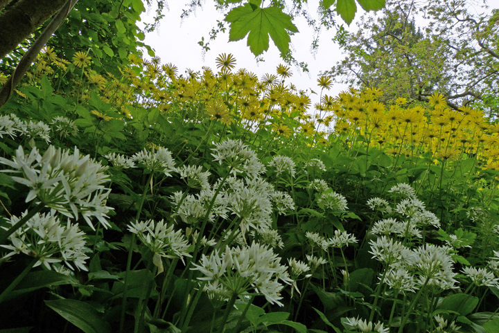 Bärlauch mit Gämswurz