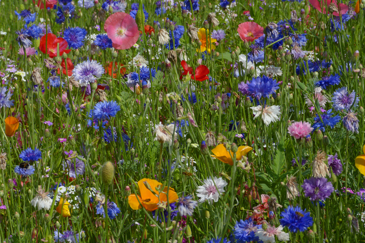 Ein wahrer Augenschmaus