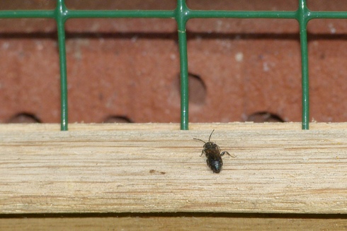 Anflugbrett: Wildbienen fliegen drauf