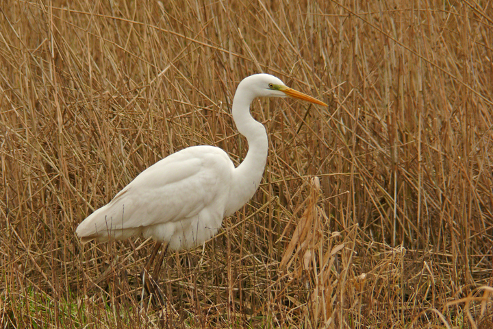 Silberreiher in weißer Pracht