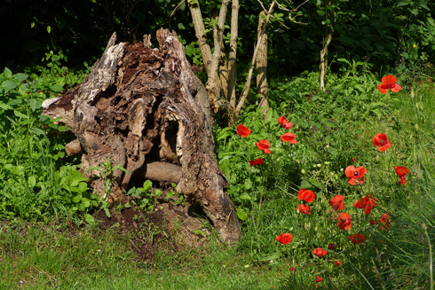 Große Baumwurzel: Ideal für Sonnenanbeter