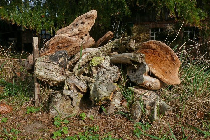 Eidechsenholz in der Sonne
