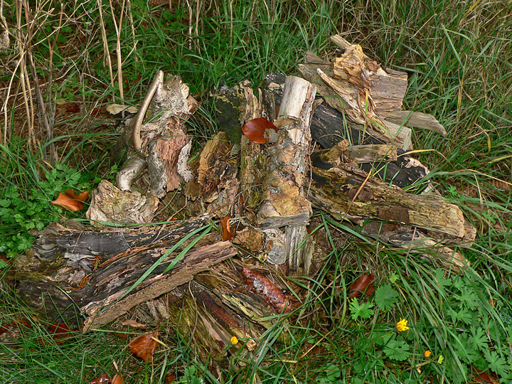 Holzhaufen im Schatten