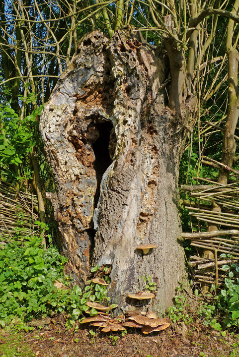 Alte Esche mit großer Höhlung