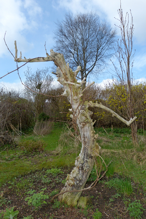 Toter Obstbaum als Rankhilfe