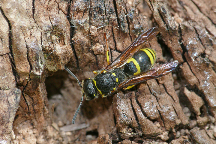 Eine Wespe inspiziert das Totholz