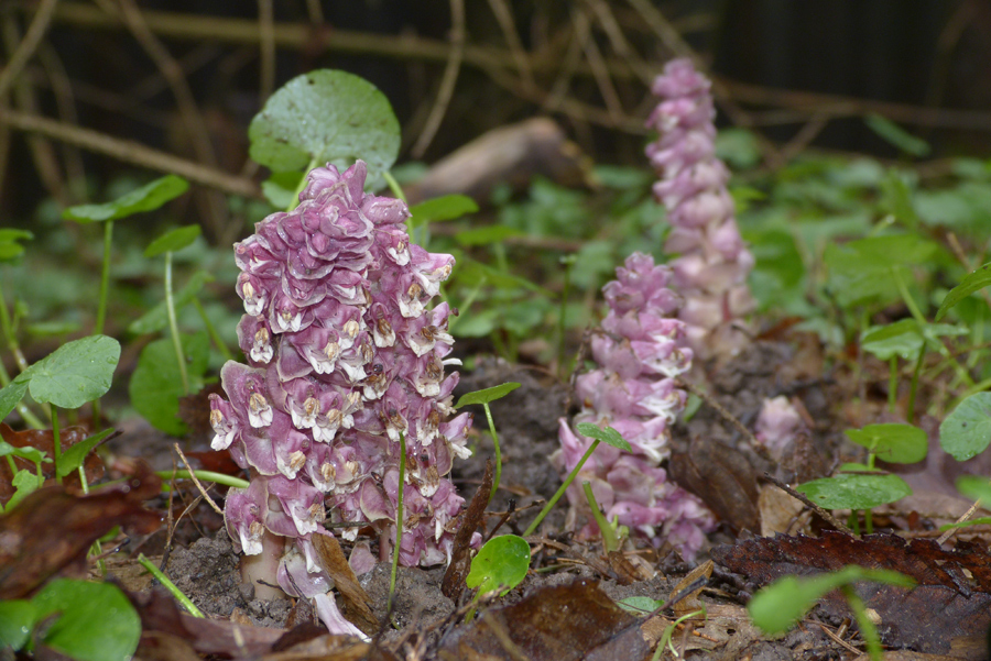 Schuppenwurz im Frühjahrswald