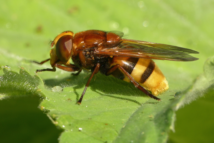 Hornissenschwebefliege
