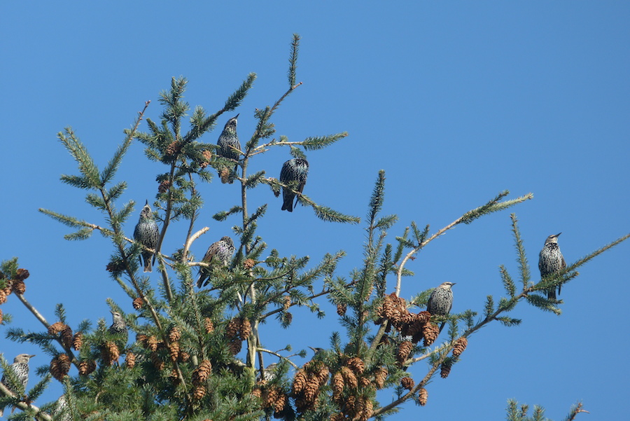 Stare im Wipfel