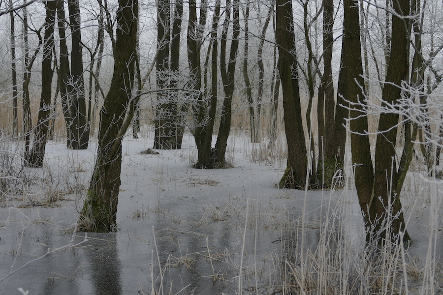 Still und erstarrt ruht der Erlenbruch